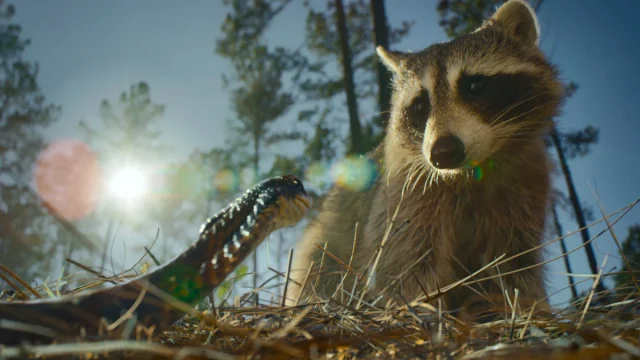 Snake and racoon