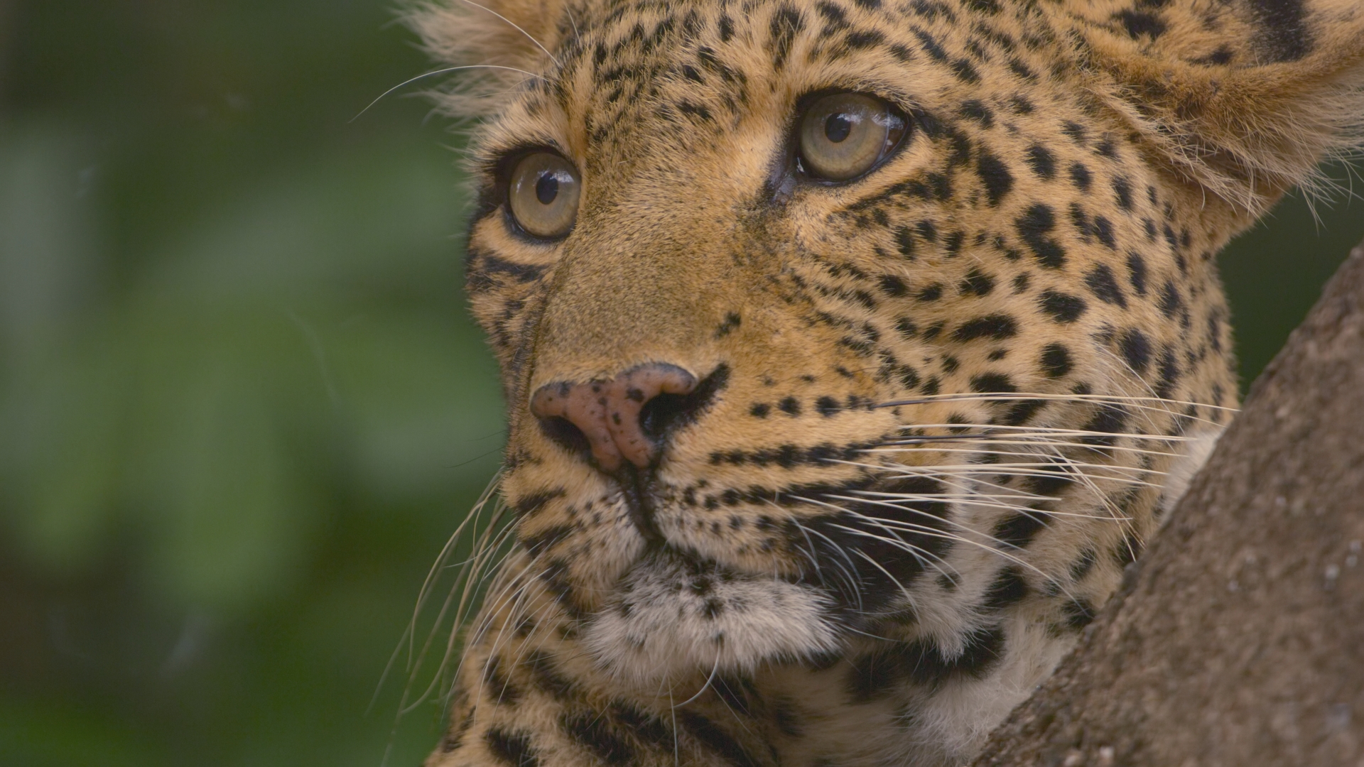 Close up of Leopard head