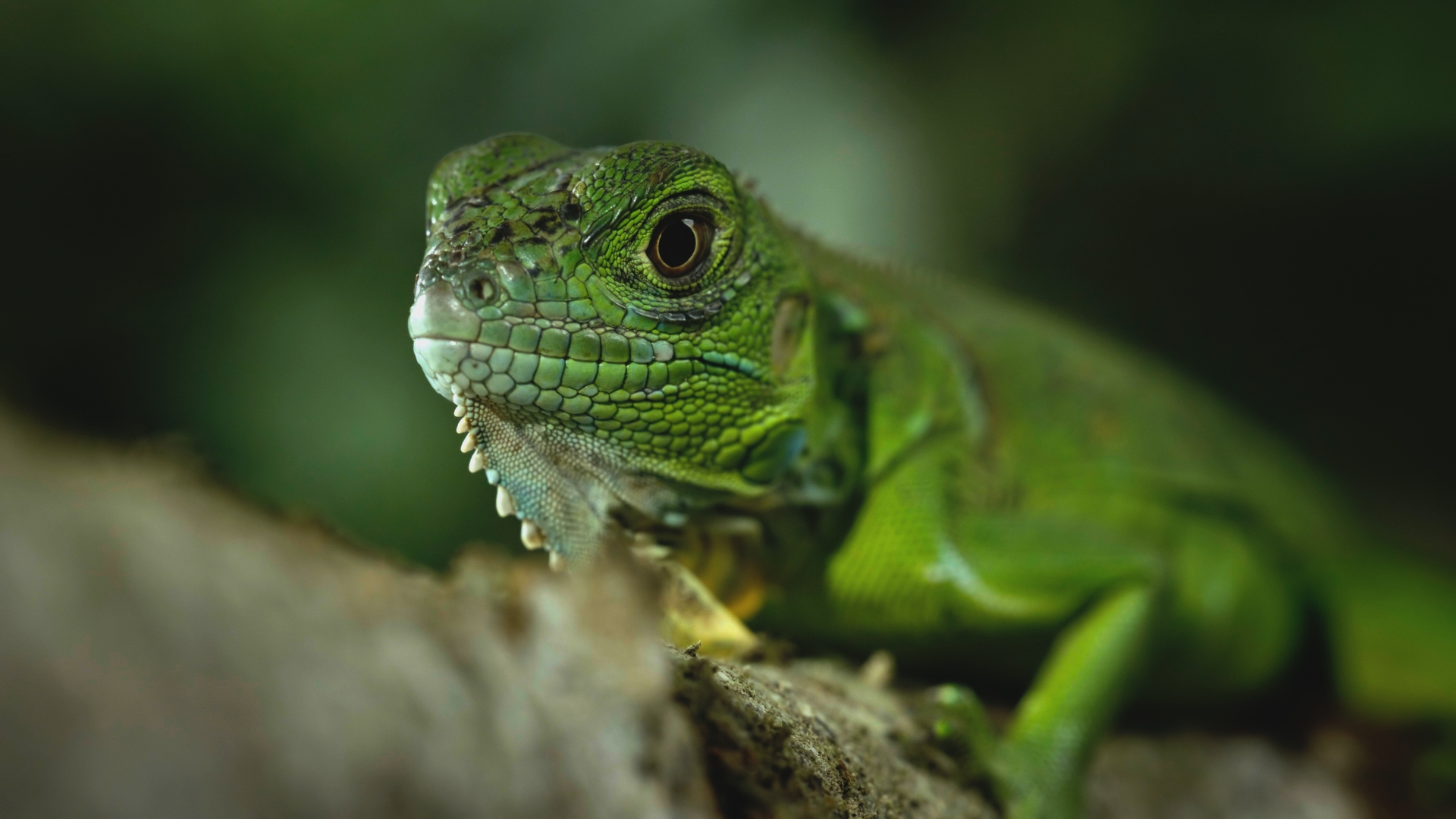 Close up of a green lizard