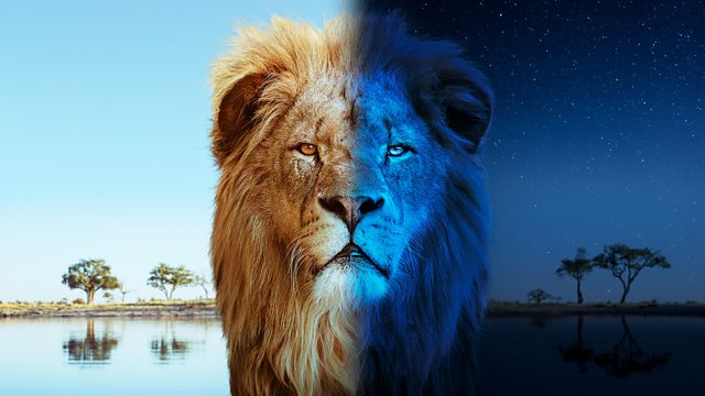 A Male Lion split grade for day and night