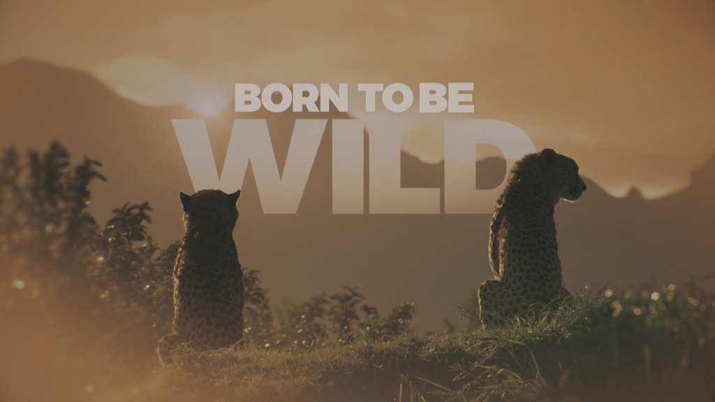 2 Cheetah cubs in silhouette