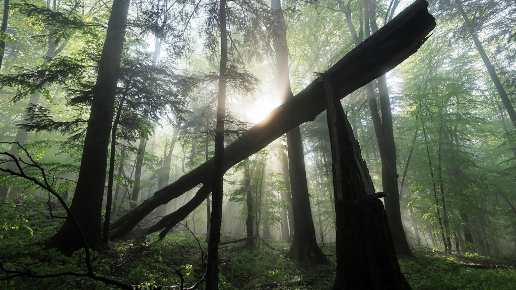 sunlight breaking through a woodland scene